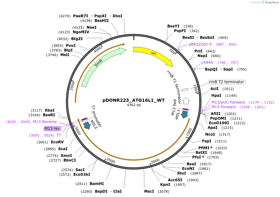 82255-plasmid-map-sequence-id-165184