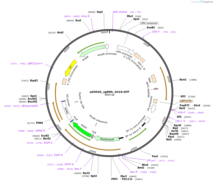 85405-plasmid-map-sequence-id-165190