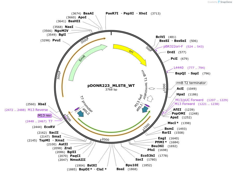 82258-plasmid-map-sequence-id-165223
