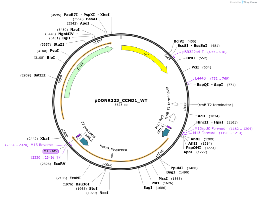 82262-plasmid-map-sequence-id-165232