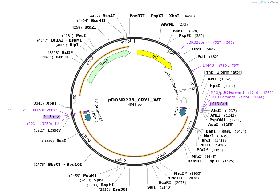 82264-plasmid-map-sequence-id-165234