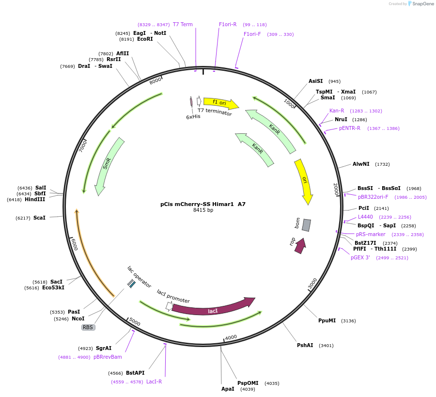 84687-plasmid-map-sequence-id-165235