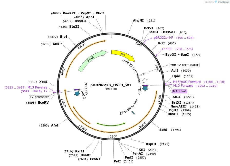 82267-plasmid-map-sequence-id-165271