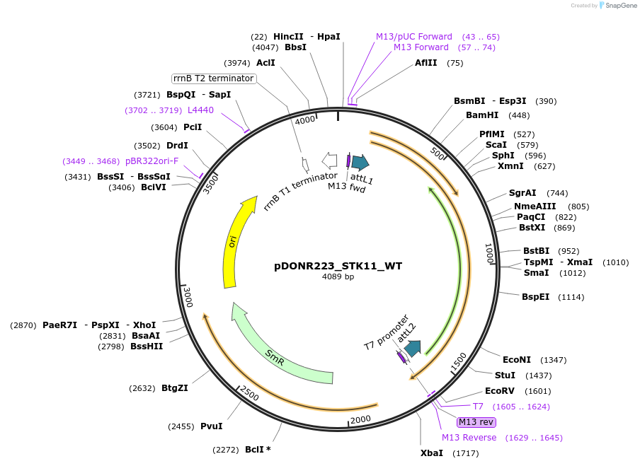82320-plasmid-map-sequence-id-165286