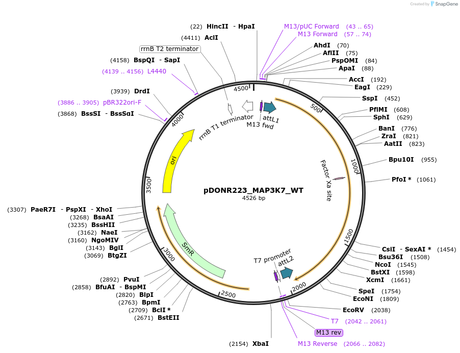 82321-plasmid-map-sequence-id-165288