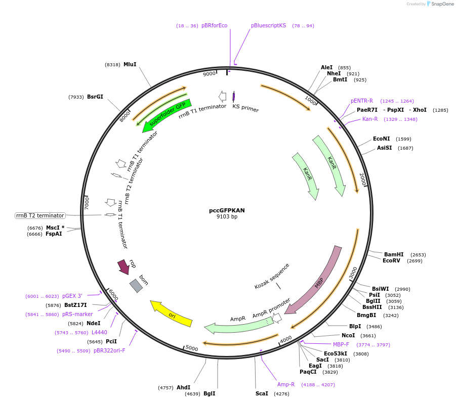 73649-plasmid-map-sequence-id-165292