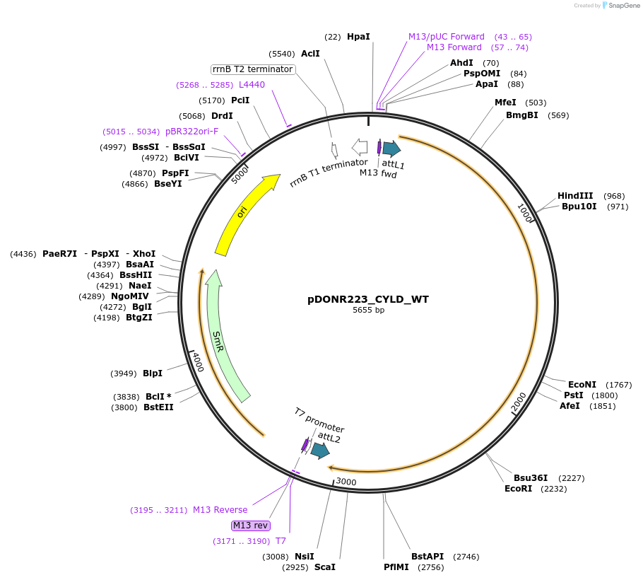 82326-plasmid-map-sequence-id-165301