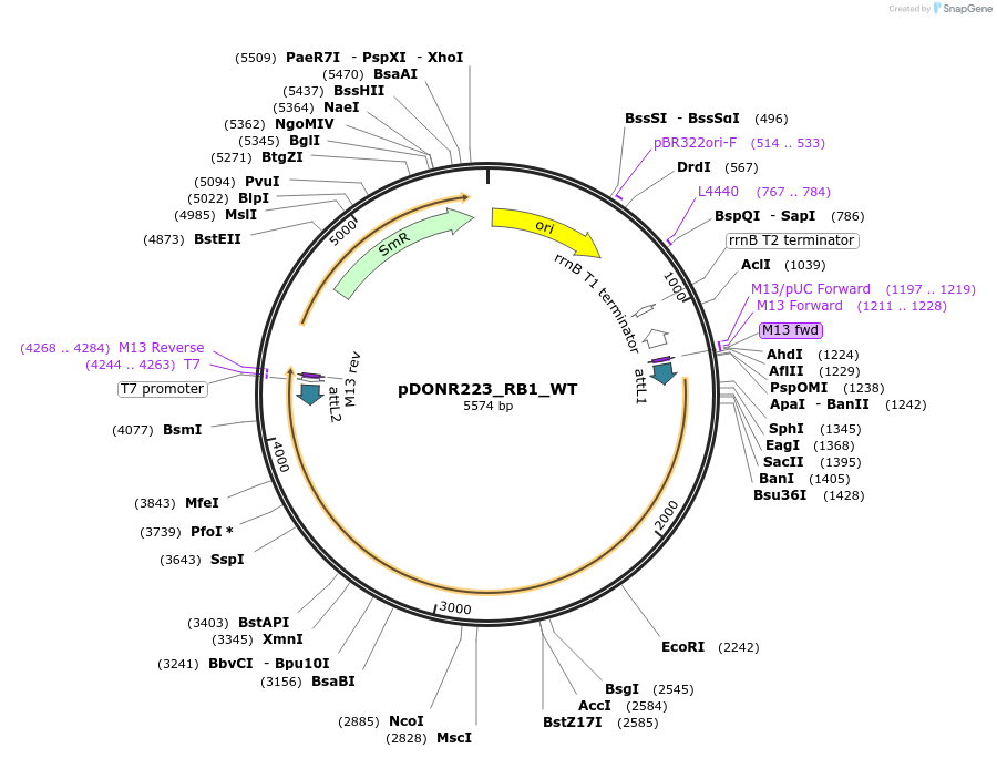 82275-plasmid-map-sequence-id-165303