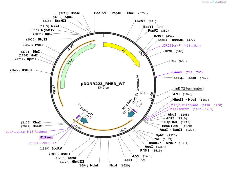 82276-plasmid-map-sequence-id-165304