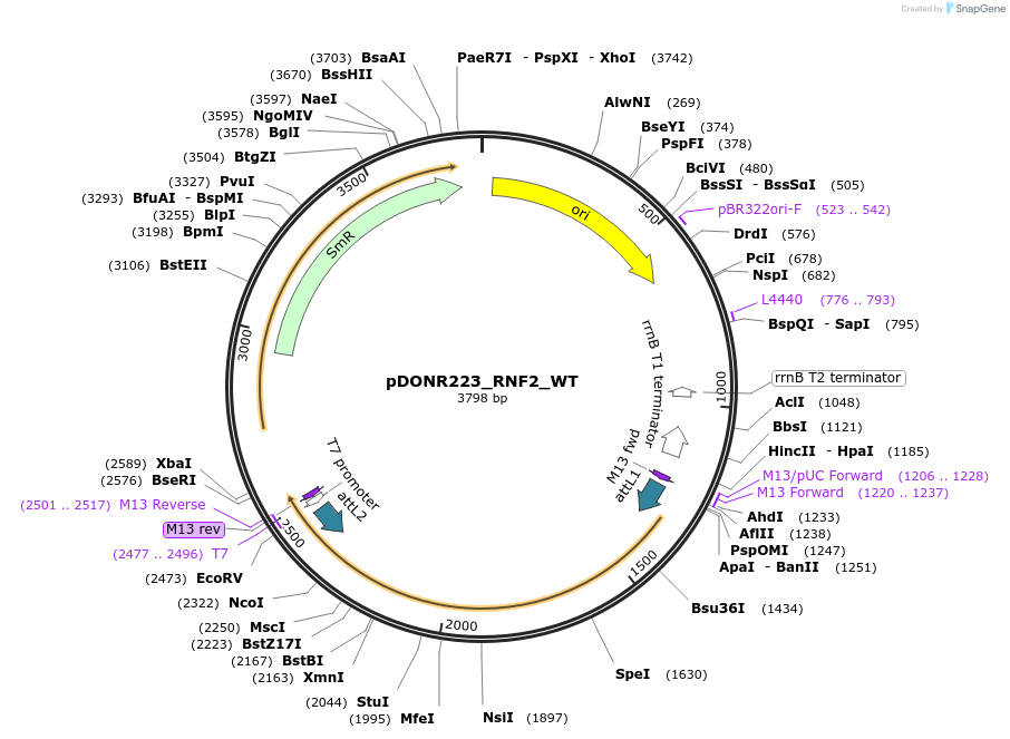 82277-plasmid-map-sequence-id-165309
