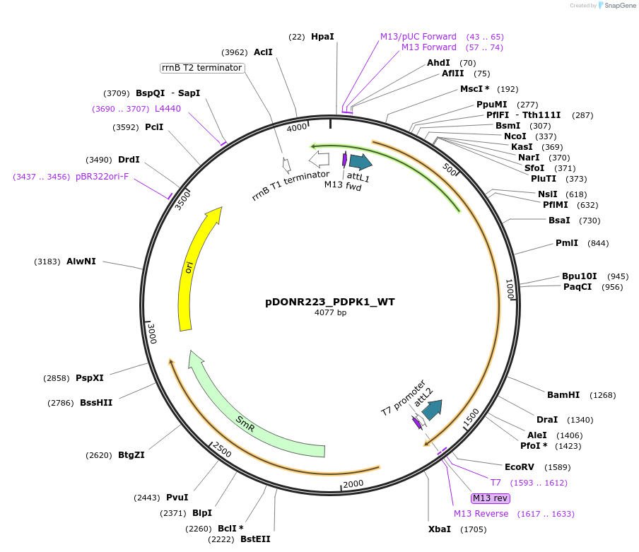82309-plasmid-map-sequence-id-165313