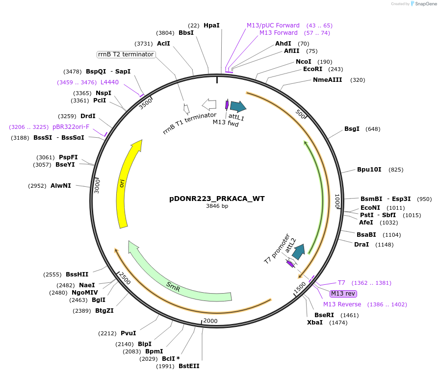 82311-plasmid-map-sequence-id-165316