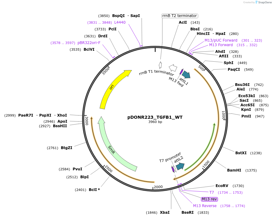 82280-plasmid-map-sequence-id-165319
