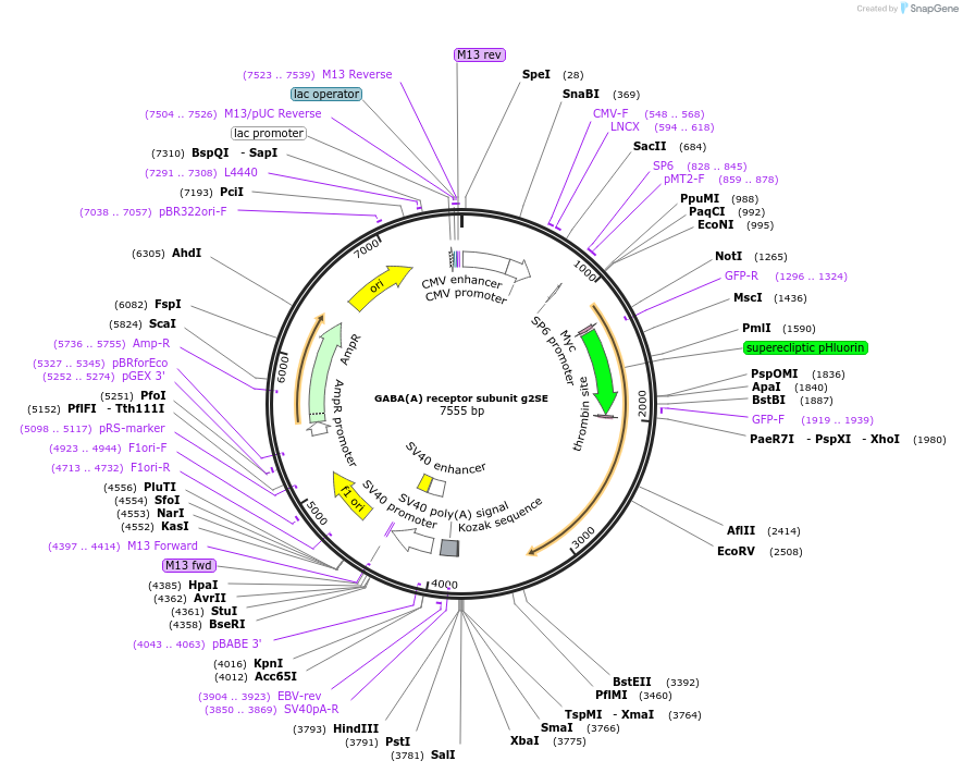 49170-plasmid-map-sequence-id-165320