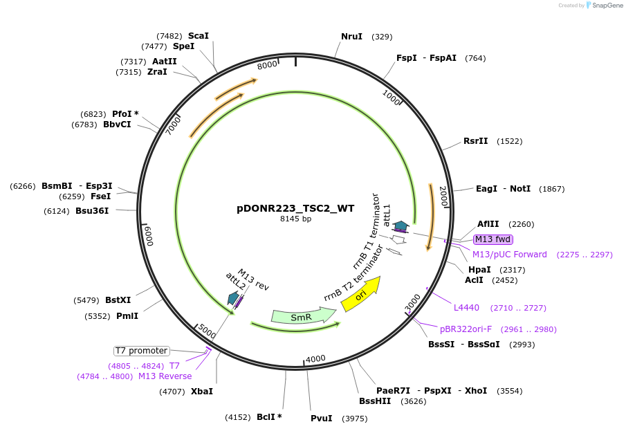 82281-plasmid-map-sequence-id-165326