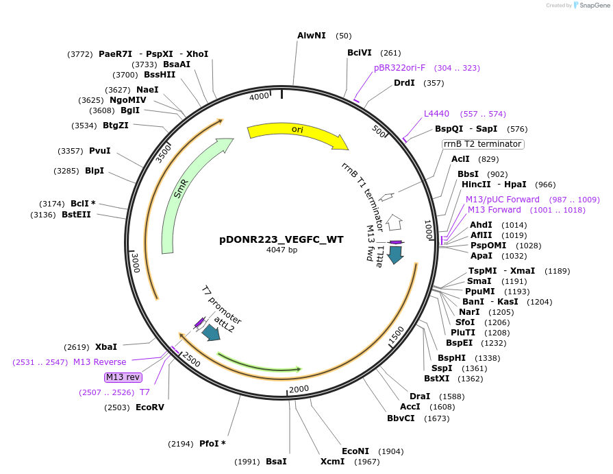 82282-plasmid-map-sequence-id-165334