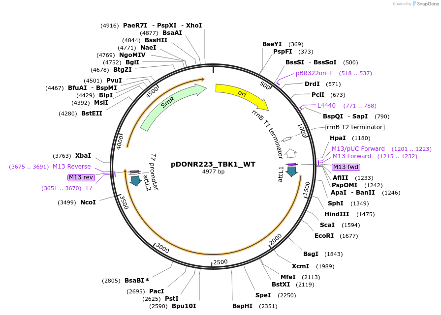 82285-plasmid-map-sequence-id-165347