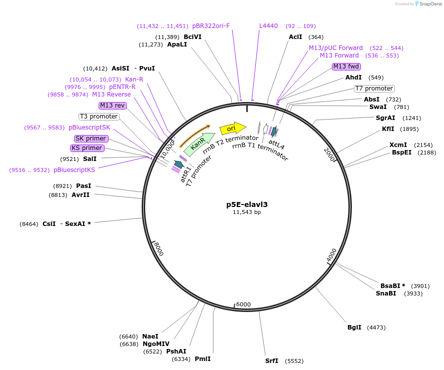 82400-plasmid-map-sequence-id-165352