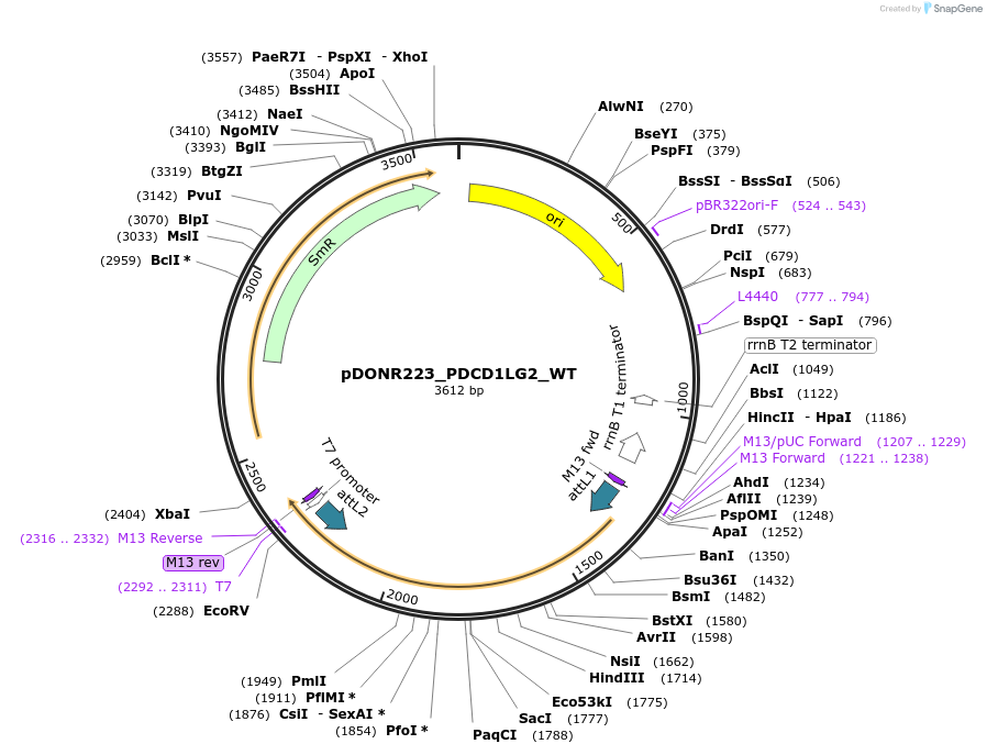 82287-plasmid-map-sequence-id-165353