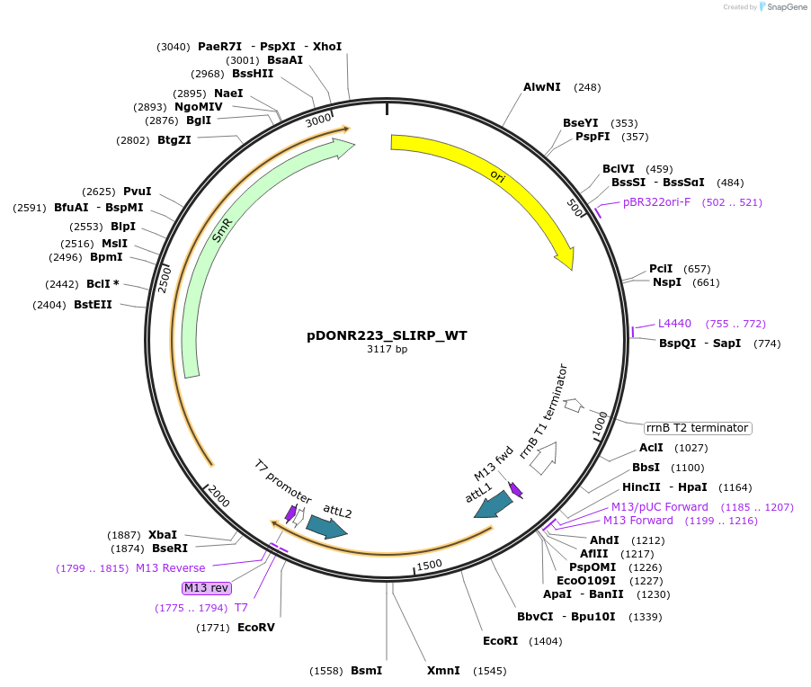 82288-plasmid-map-sequence-id-165354