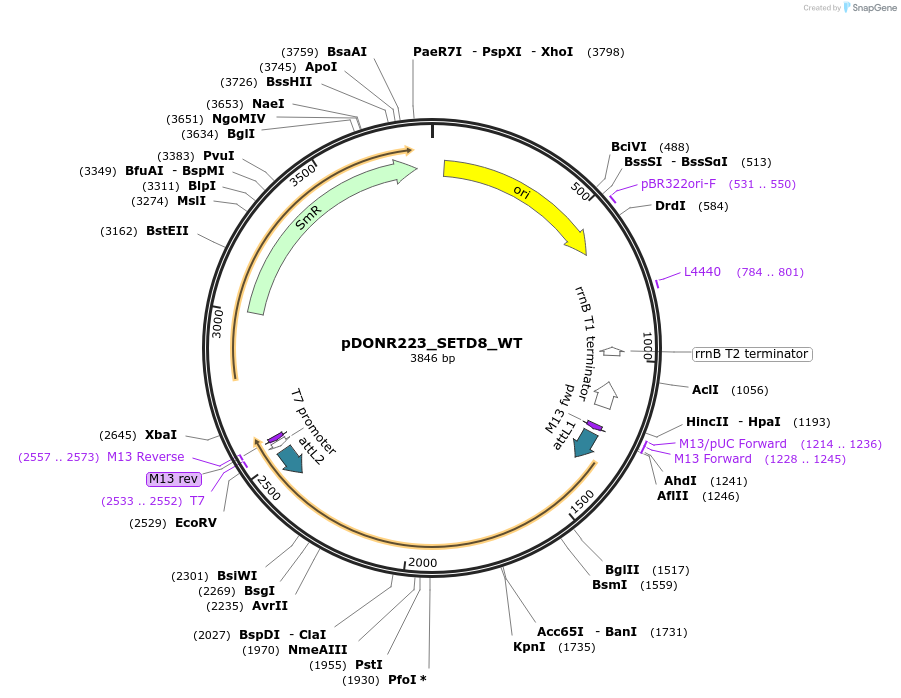 82290-plasmid-map-sequence-id-165362