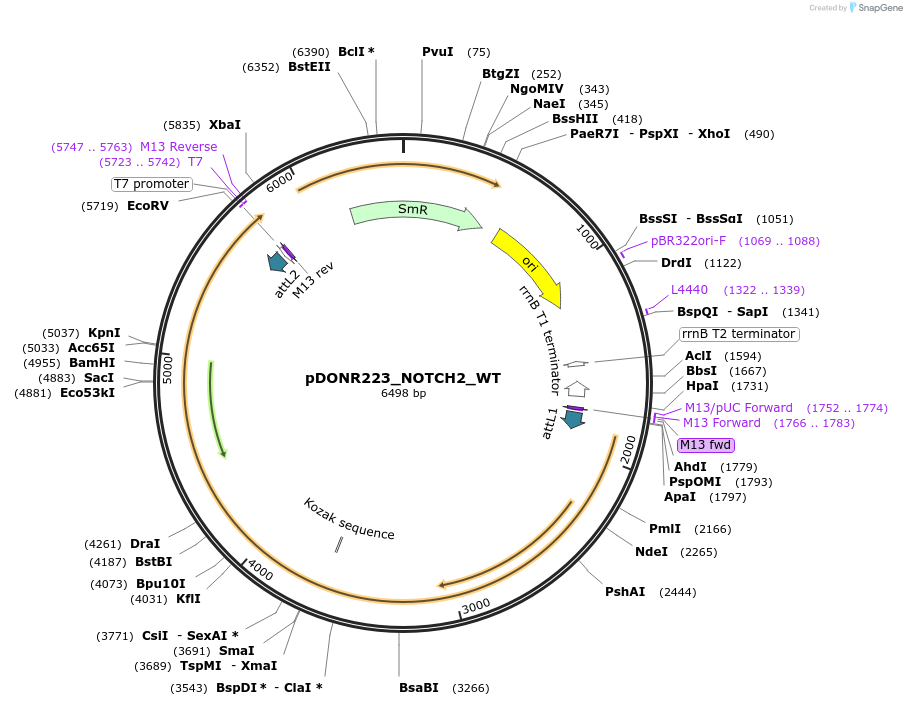 82292-plasmid-map-sequence-id-165367