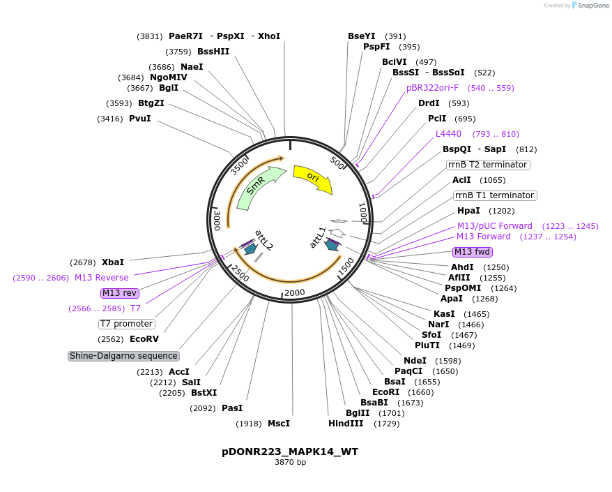82298-plasmid-map-sequence-id-165381
