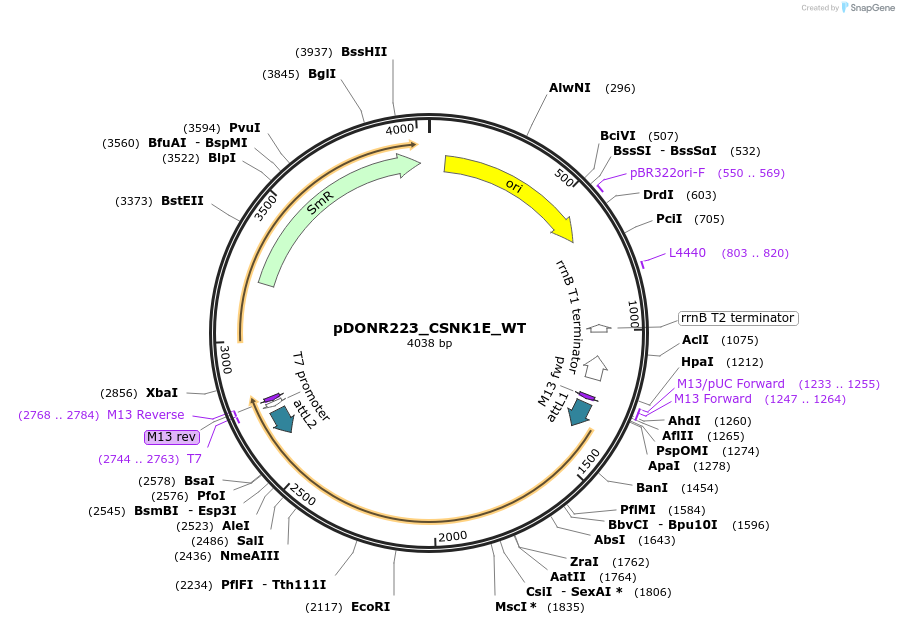82299-plasmid-map-sequence-id-165382