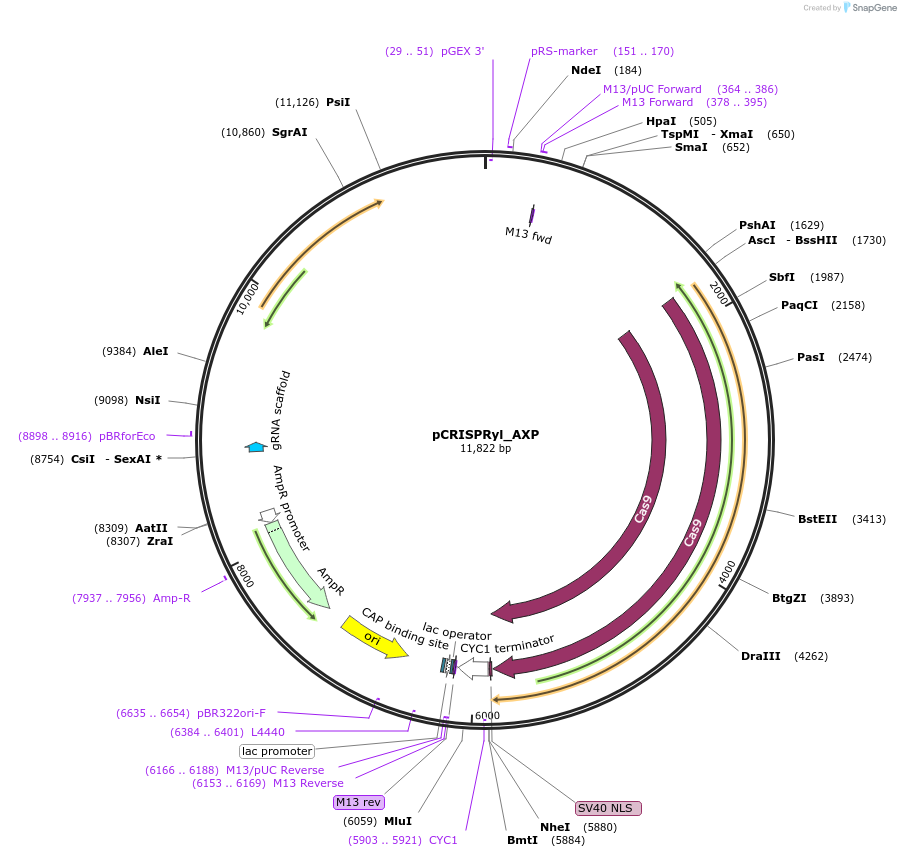 84608-plasmid-map-sequence-id-165402