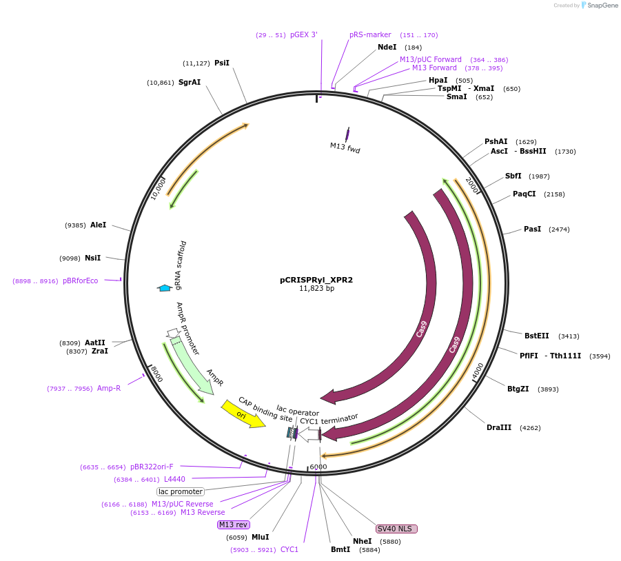 84609-plasmid-map-sequence-id-165408