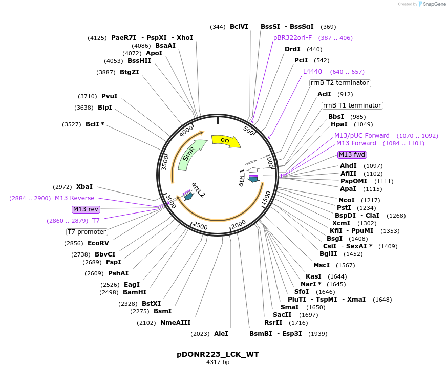 82305-plasmid-map-sequence-id-165425