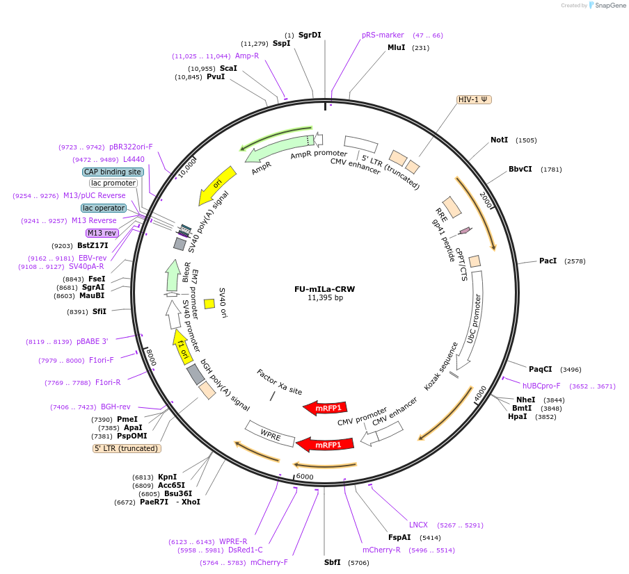 84556-plasmid-map-sequence-id-165493