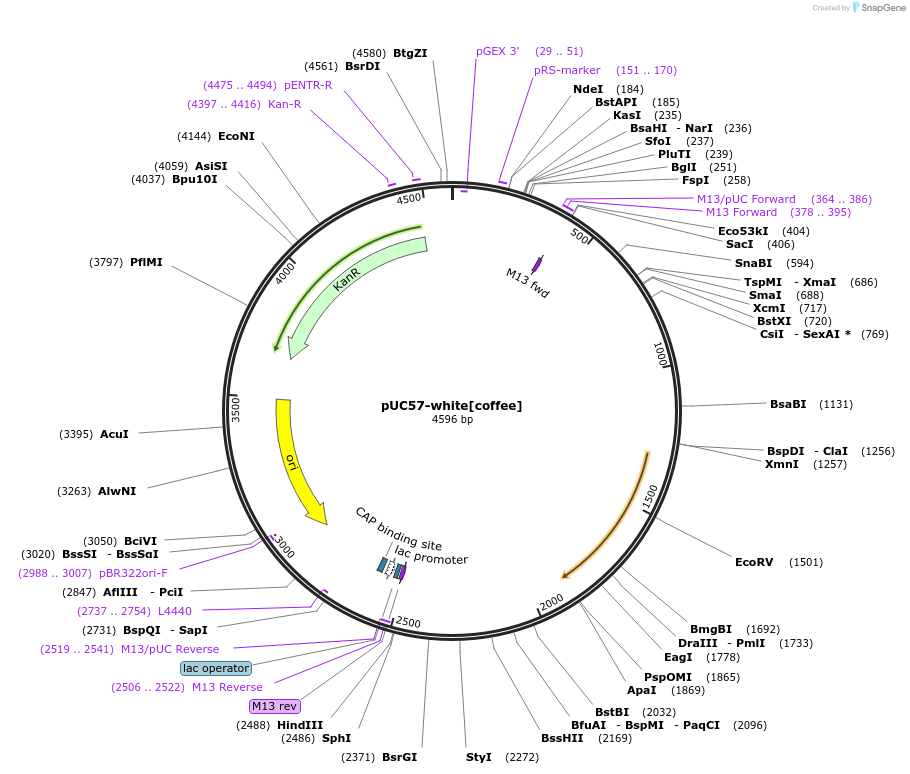 84006-plasmid-map-sequence-id-165529