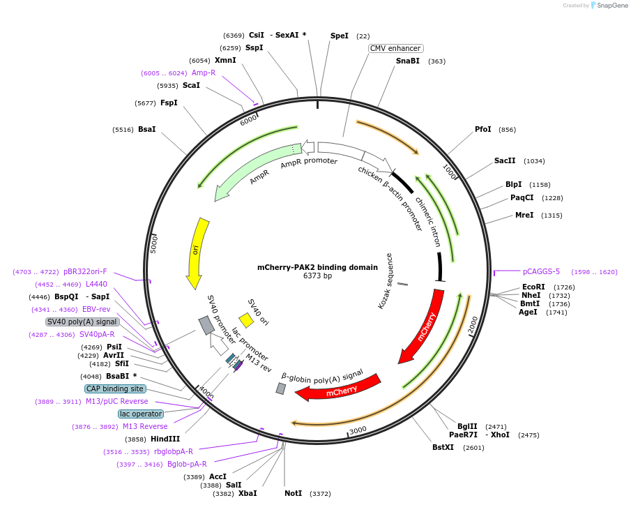 83951-plasmid-map-sequence-id-165638