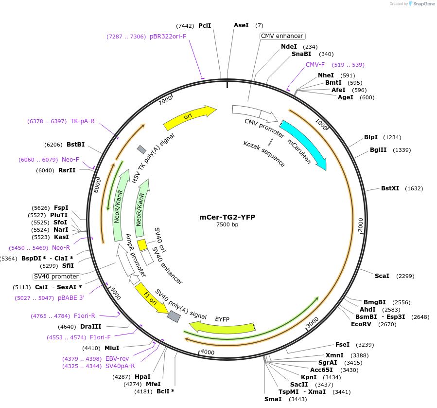 85471-plasmid-map-sequence-id-165712