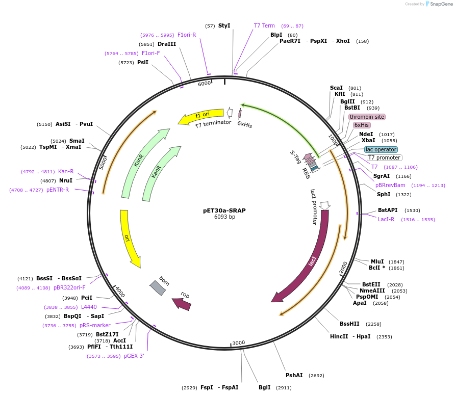 84524-plasmid-map-sequence-id-165728