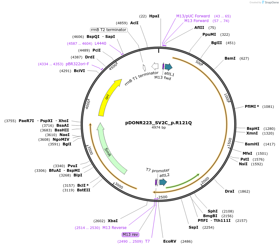 81543-plasmid-map-sequence-id-165729