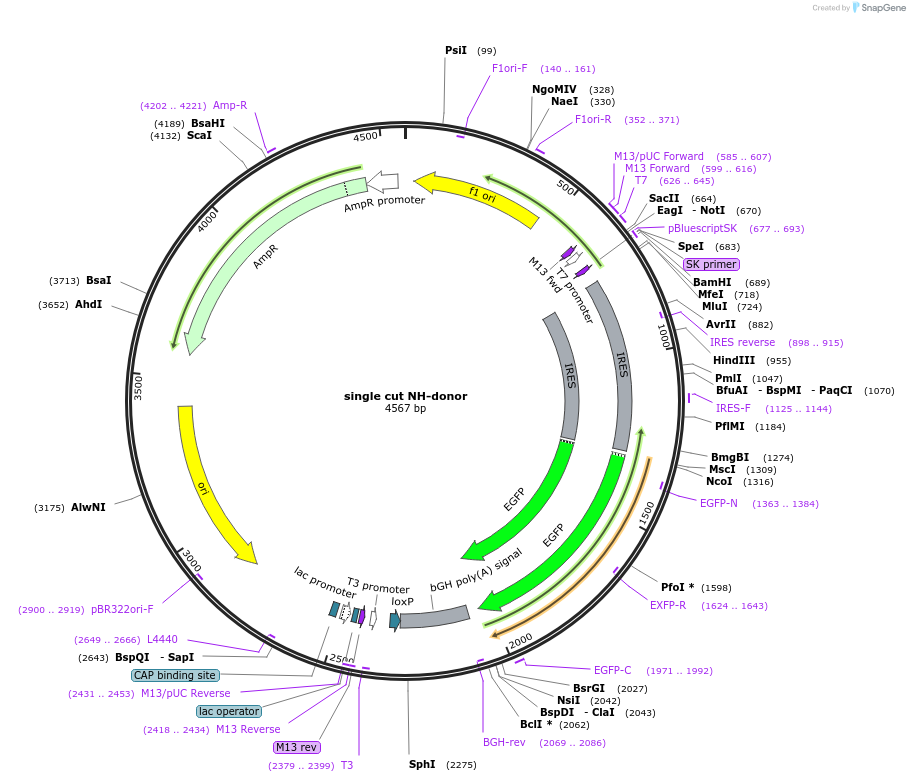 83575-plasmid-map-sequence-id-165826