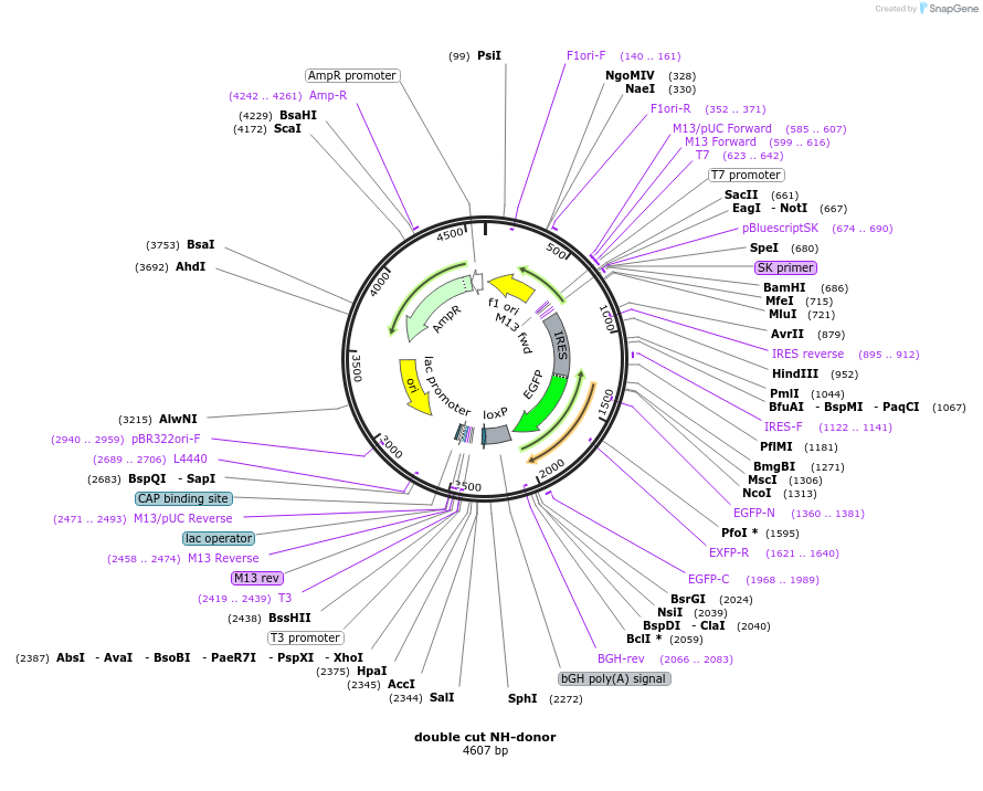 83576-plasmid-map-sequence-id-165833