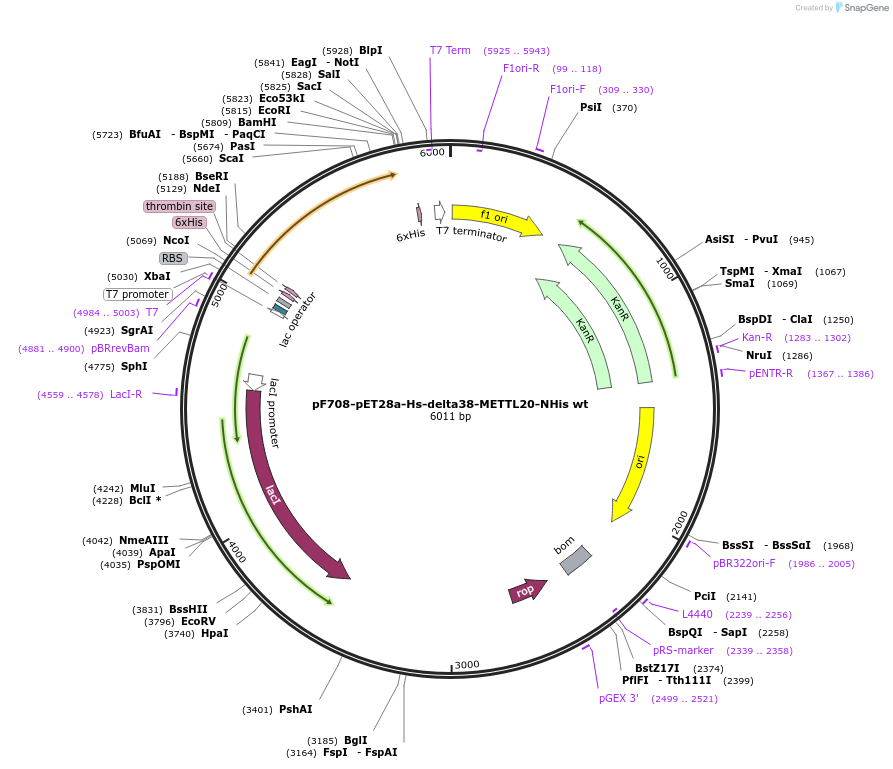 85109-plasmid-map-sequence-id-165857