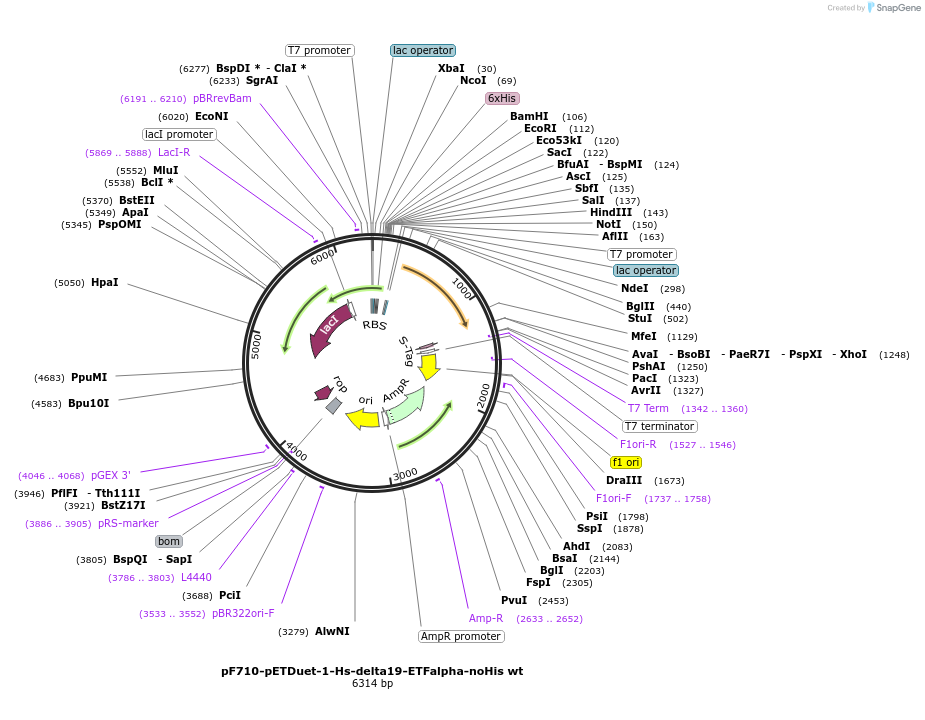 85111-plasmid-map-sequence-id-165864