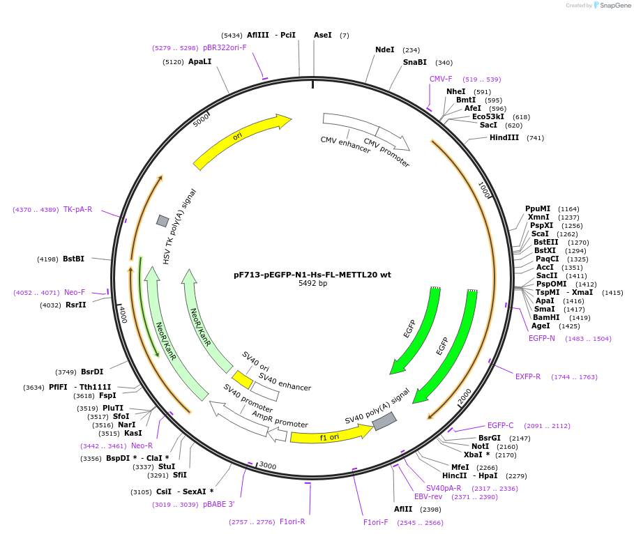 85114-plasmid-map-sequence-id-165877