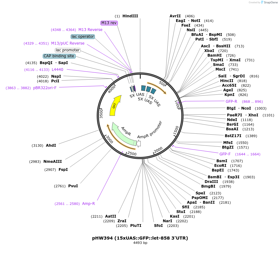 85584-plasmid-map-sequence-id-165897