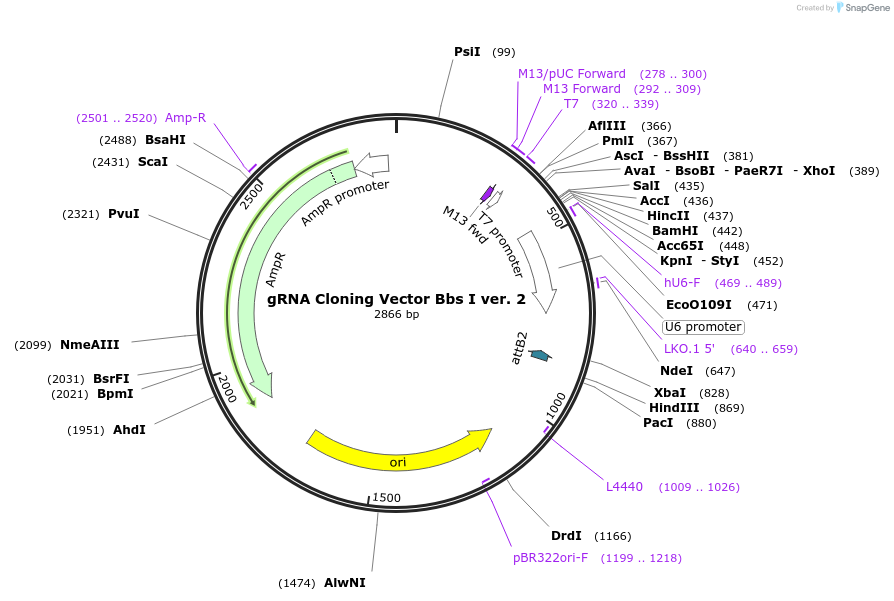 85586-plasmid-map-sequence-id-165899