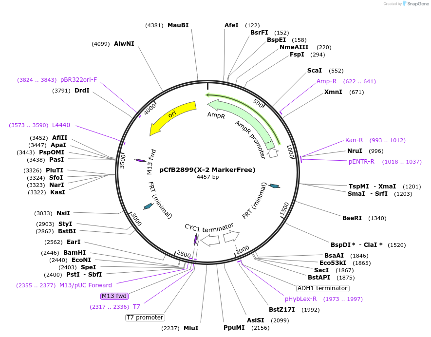 73271-plasmid-map-sequence-id-165975
