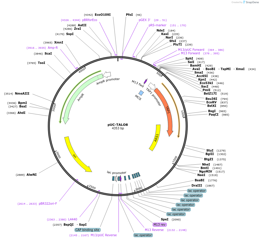 83409-plasmid-map-sequence-id-165982