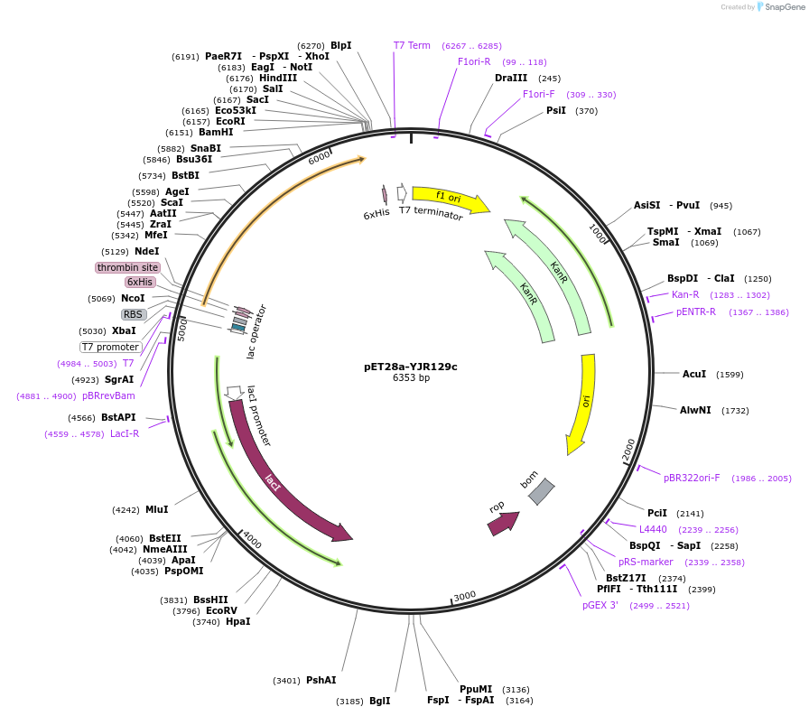 85118-plasmid-map-sequence-id-165995