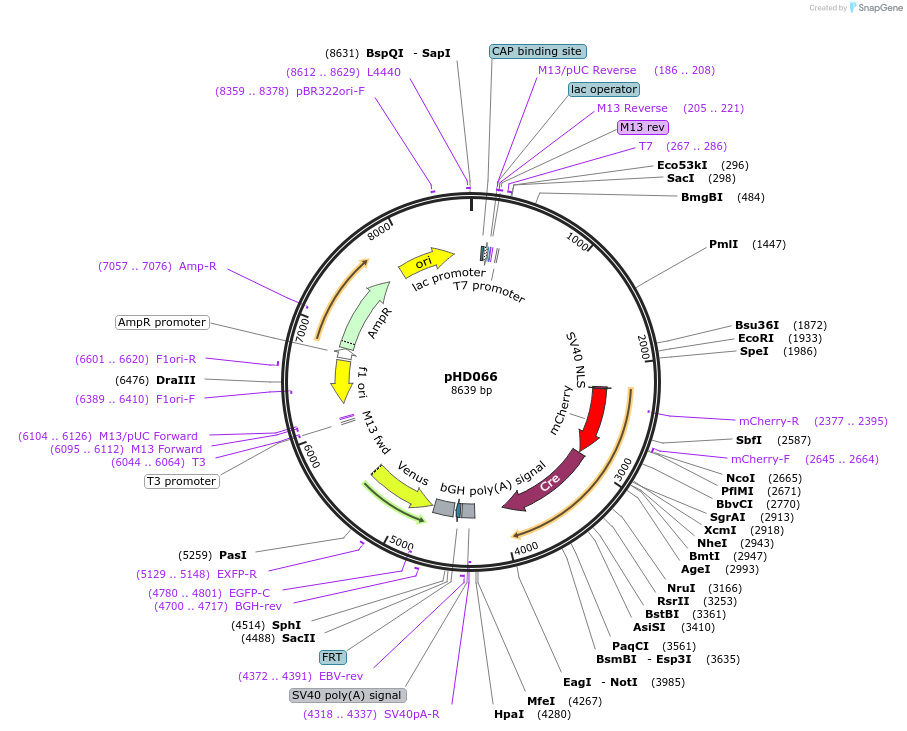 84032-plasmid-map-sequence-id-166003