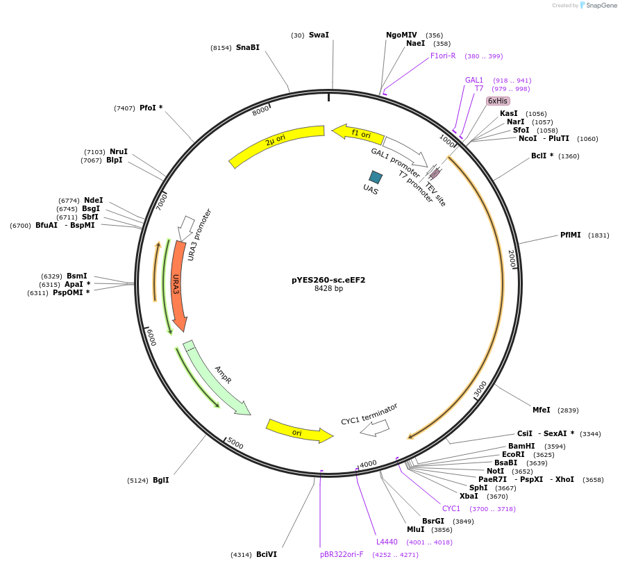 85119-plasmid-map-sequence-id-166004