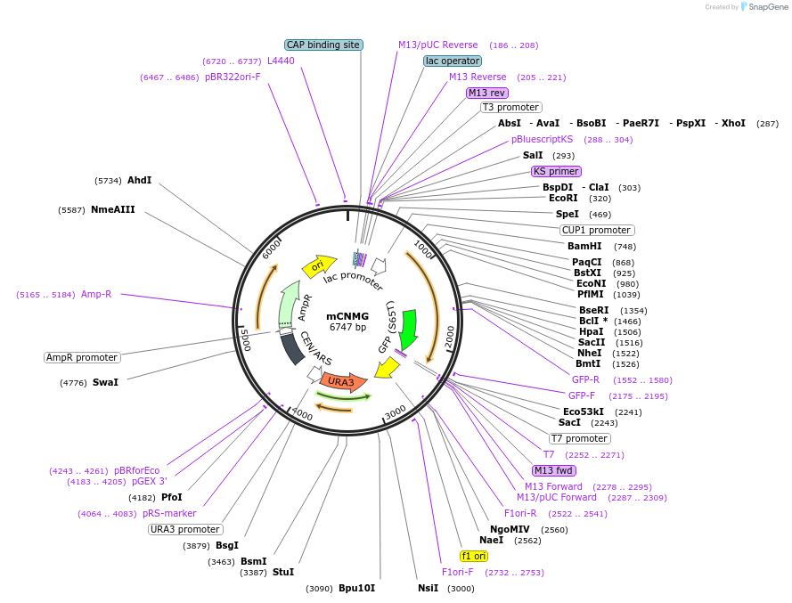 1255-plasmid-map-sequence-id-166011